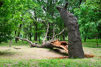 Tree Removal