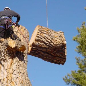 Professional tree removal services