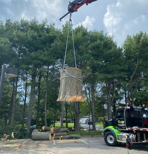 Tree trimming and property cleanup